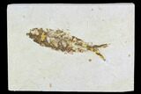 Fossil Fish (Knightia) - Wyoming #108306-1